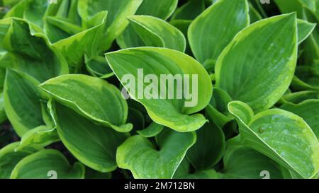 hosta hinterlässt einen unscharfen Fokus als natürliche Textur in leuchtend grüner Farbe, wunderschön geformtes Laub als Vollformat-Tapete für Frühlings- oder Sommerdekorationen Stockfoto