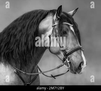 Spanisches Pferd mit langer Mähne und Vorlauf im Zaumzeug. Schwarzweiß-Porträt. Stockfoto