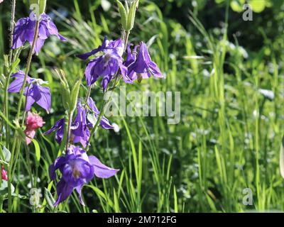 Lila Blauglocke auf einer vertikalen Aufnahme auf der linken Seite des Rahmens und ein großer Kopierbereich auf einem unscharfen Hintergrund mit grünem Gras Stockfoto