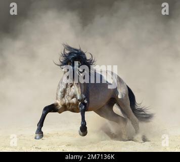 Reinrassiges andalusisches Pferd, das in Staub auf Sand spielt. Stockfoto