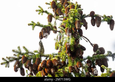 Glattbutt (Loxia curvirostra), weibliche Futtersuche bei Erwachsenen, Pyhae-Haekki-Nationalpark, Saarijaervi, Finnland Stockfoto