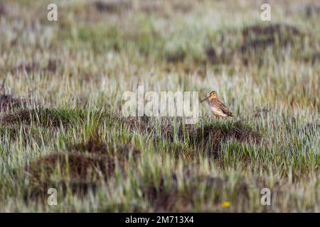 Gemeine Zwergknolle (Gallinago gallinago), männlicher Gesang, Liminka, Nordostrobothnia, Finnland Stockfoto