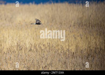 Hühnerweihe (Circus cyaneus), weibliche Erwachsene, Liminka, Nordöstrobothnia, Finnland Stockfoto