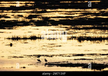 Schwarzschwanzgöttchen (Limosa limosa), Paar bei Sonnenaufgang, Liminka, Nordöstrobothnia, Finnland Stockfoto