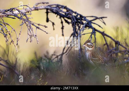 Rustikale Beinwölfe (Emberiza rustica), weibliche Erwachsene, Oulanka-Nationalpark, Kuusamo, Nordöstrobothnia, Finnland Stockfoto