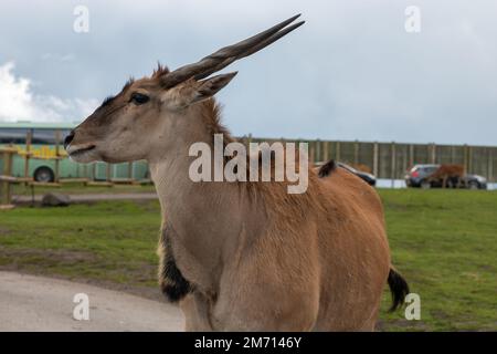 Nahaufnahme eines Gemeindelands (taurotragus oryx), der in einem Zoo auf der Straße steht Stockfoto