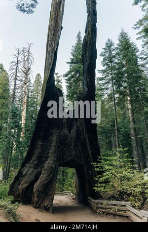 Yosemite-Nationalpark, USA - Oktober 2022: Blick auf den toten Tunnelbaum im Tuolumne Grove. Hochwertiges Foto Stockfoto