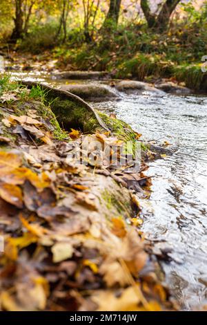 Blätter und Moos am Flussufer des kleinen Bachs im Herbst nahe Bad Urach Stockfoto