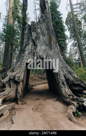 Yosemite-Nationalpark, USA - Oktober 2022: Blick auf den toten Tunnelbaum im Tuolumne Grove. Hochwertiges Foto Stockfoto