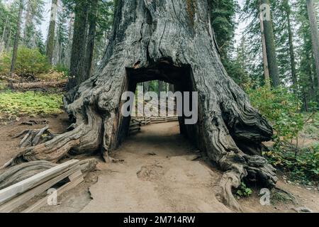 Yosemite-Nationalpark, USA - Oktober 2022: Blick auf den toten Tunnelbaum im Tuolumne Grove. Hochwertiges Foto Stockfoto