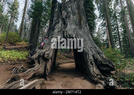 Yosemite-Nationalpark, USA - Oktober 2022: Blick auf den toten Tunnelbaum im Tuolumne Grove. Hochwertiges Foto Stockfoto