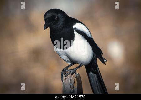 Nahaufnahme von Vögeln, die auf einem Holzpfahl sitzen Stockfoto