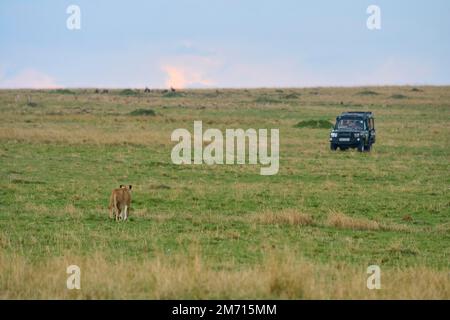 Afrikanischer Löwe (Panthera Leo), der durch die Savanne in Richtung Safari-Auto, Masai Mara National Reserve, Kenia, fährt Stockfoto