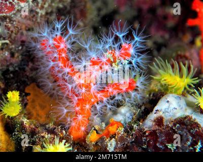Rote Korallen (Corallium rubrum) im Mittelmeer. Tauchplatz Cap de Creus, Rosas, Costa Brava, Spanien Stockfoto