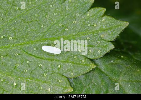 Langer Hoverfly (Sphaerophoria scripta), Ei auf einem Blatt Johannisbeere. Stockfoto