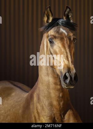 Porträt eines jungen, goldenen andalusischen Pferdes auf gestreiftem Hintergrund. Stockfoto