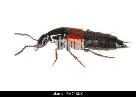 Rove Beetle Megalinus glabratus (Coleoptera: Staphylinidae) isoliert auf weißem Hintergrund. Stockfoto