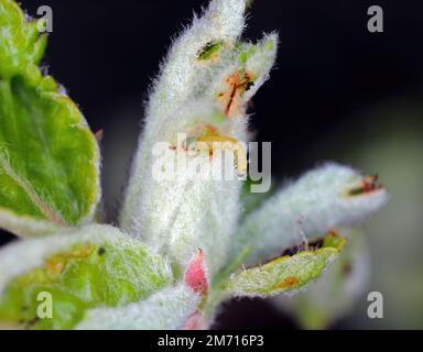 Wintermotte (Operophtera brumata) und Apfelblüte durch Raupe beschädigt. Die Wintermotte ist eine wichtige Pflanze aus Äpfeln und Birnen in Obstgärten. Stockfoto