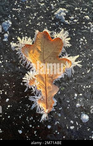 Heiserfrost auf Eichenblättern, Eiskristalle, Winteratmosphäre, Sonnenaufgang im Winter, Biosphärenreservat Mittelelbe, Sachsen-Anhalt, Deutschland Stockfoto