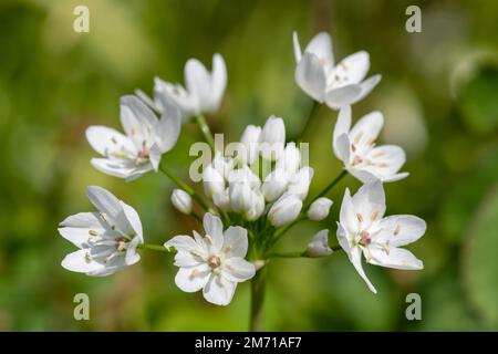 Nahaufnahme der blühenden Blüten von weißem Knoblauch (allium neapolitanum) Stockfoto