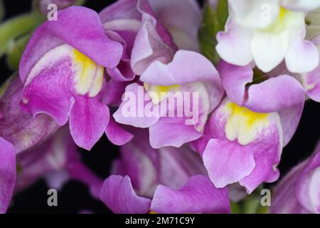 Snapdragon (Antirrhinum majus) isoliert auf schwarzem Hintergrund Stockfoto