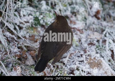 Eurasischer Schwarzvogel im Busch mit Schnee im Winter. Weiblicher gemeiner Ameisenvogel (Turdus merula) hoch oben auf einem Baumstumpf, isoliert vor einem frostigen Hintergrund Stockfoto