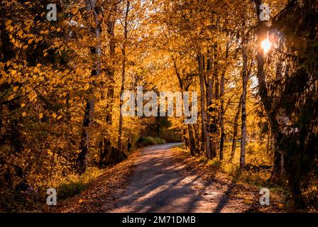 Herbst in Estland Stockfoto