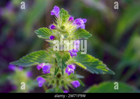 Die Wildpflanze BallotaNigra, schwarzer Andornhund, wächst in der Natur. Stockfoto