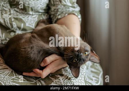 Ein birmanisches Kätzchen. Seltsame, witzige, gefleckte Burma Katze, die in die Kamera schaut. Hochwertiges Foto Stockfoto