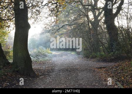 Sonnenstrahlen, die an einem frostigen Wintermorgen durch die Bäume scheinen. Hampstead Heath, London, England, Großbritannien. Stockfoto