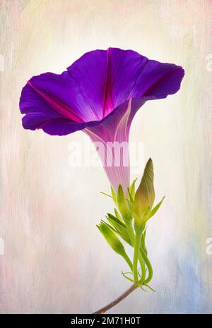 Ein vertikales Foto eines wunderschönen violetten und roten Morgengloriums auf einem mehrfarbigen Leinwand-Hintergrund. Stockfoto