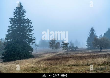 Die hohe Heide am Kahler Asten, Berg im Sauerland, im Herbstnebel, Winterberg, NRW, Deutschland, Stockfoto