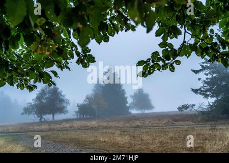 Die hohe Heide am Kahler Asten, Berg im Sauerland, im Herbstnebel, Winterberg, NRW, Deutschland, Stockfoto