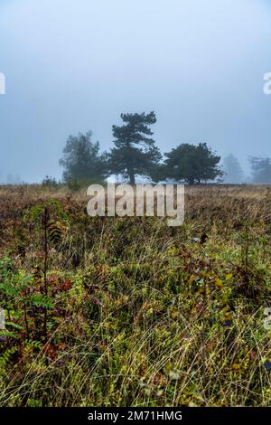 Die hohe Heide am Kahler Asten, Berg im Sauerland, im Herbstnebel, Winterberg, NRW, Deutschland, Stockfoto