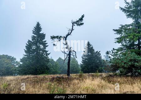 Die hohe Heide am Kahler Asten, Berg im Sauerland, im Herbstnebel, Winterberg, NRW, Deutschland, Stockfoto