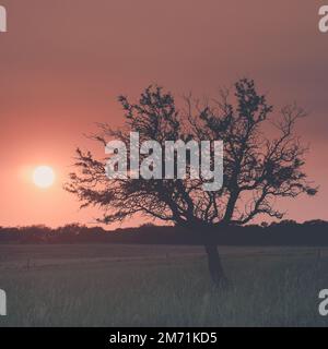 Pampas Sonnenuntergang , in der Provinz La Pampa Patagonien Argentinien. Stockfoto