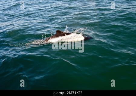 Commersons Dolphin, Cephalorhynchus commersonii, Halbinsel Valdes Stockfoto