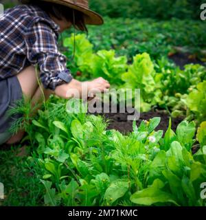 Das Mädchen arbeitet im Gemüsegarten. Stockfoto