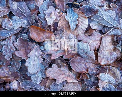 Frostige gefallene Eiche und Buchenblätter auf einem Waldboden Stockfoto