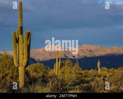 Mazatzal Mountains vom North Trail, McDowell Mountain Regional Park, Fountain Hills, Arizona. Stockfoto