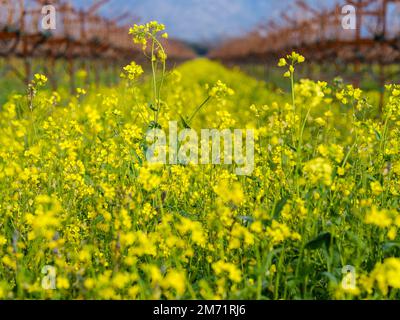 Senfblumen in den Weinbergen im Winter, Napa Valley Kalifornien Stockfoto