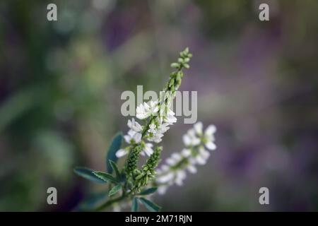 Melilotus albus, auch bekannt als Honigklee, Bokhara Klee Australien , süßer Klee oder weißer Melilot, blüht in der Sommersaison. Stockfoto