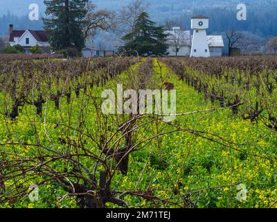 Senfblumen, die im frühen Winter auf dem Weinberg im Napa Valley, Kalifornien, wachsen Stockfoto