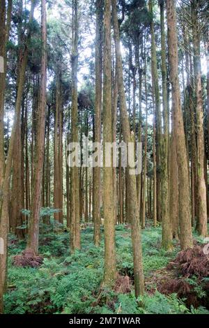 Grüner natürlicher Zypressenwald im Alishan-Nationalpark in Taiwan. Stockfoto