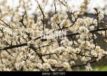 Blühender Obstbaum, wahrscheinlich Pflaumenpflaume (Prunus domestica subsp. Domestica) im Frühjahr. Die weißen Blüten bilden einen wunderschönen natürlichen Hintergrund. Stockfoto