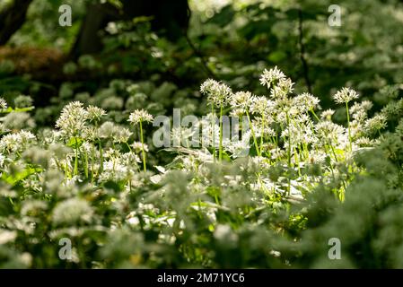 Morgenlicht auf dem Feld blühender wilder Knoblauchpflanzen (Allium ursinum) in einem Quellwald, Ith, Weserbergland, Deutschland Stockfoto