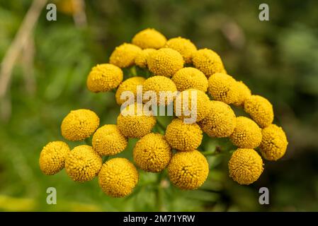 Nahaufnahme der Blütenbildung der gewöhnlichen Tansa (Tanacetum vulgare) mit hellgelben Blüten Stockfoto