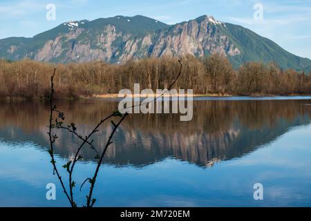 Frühe Brombeeren-Brombeeren sind im Vordergrund mit Mount Si und einer Reihe blattloser Bäume, die sich im ruhigen Wasser des Borst Lake in Snoqual widerspiegeln Stockfoto