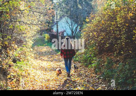 Spaziergang mit zwei Hunden in einem Landschaftspark, Freude an mehreren Hunden, Mädchen, die mit Dackel und Spielzeugterrier spielen, im Herbst su Stockfoto