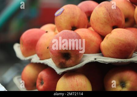 Ein roter fauler Apfel liegt unter reifen, gesunden gelben Äpfeln in Vollbild. Stockfoto